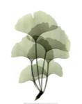 Ginko II by ACEE