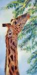 Giraffe by Cory Carlson