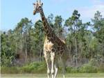 Giraffe Camelopardalis