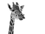 Giraffe Expressionism by SD Smart