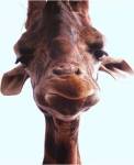 Giraffe Face