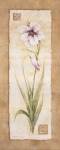 Gladiola by Pamela Gladding