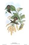 Glaucis Lanceolata/Hummingbirds by John Gould
