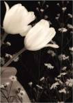 Glowing Tulip II by Donna Geissler