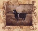 Goat by Anita Phillips