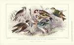 Gold Finch, Buntings, & Wrens by J. Stewart