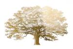 Gold Foil Elephant Tree - Metallic Foil by Vision Studios