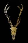 Gold Foil Rustic Mount I on Black - Metallic Foil by Vision Studios