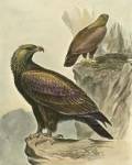 Golden Eagle by F.W. Frohawk
