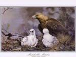 Golden Eagle Nesting by Michelle Mara