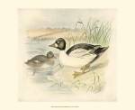 Golden Eye by F.W. Frohawk