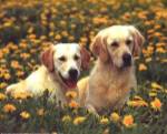 Golden Retriever by Stuewer