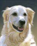 Golden Retriever by Cory Carlson