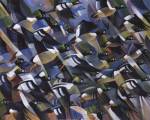 Goldeneyes by Ron Jenkins