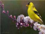 Goldfinch Flowers by Chris Vest