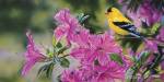 Goldfinch In Azaleas by Cory Carlson