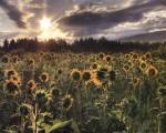 Good Day Sunshine by Lori Deiter