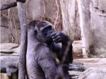 Gorilla - Perhaps?