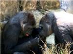 Gorillas - Look what I found!