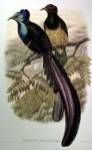 Gould Bird of Paradise I by John Gould
