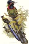 Gould Bird of Paradise II by John Gould