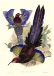 Gould Bird of Paradise III by John Gould