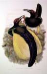 Gould Bird of Paradise IV by John Gould