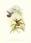 Gould Hummingbird I by John Gould