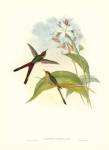 Gould Hummingbird III by John Gould