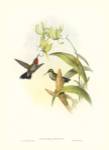 Gould Hummingbird IV by John Gould