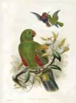 Gould Parrots I by John Gould