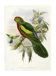 Gould Parrots II by John Gould