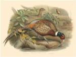 Gould Pheasants I by John Gould