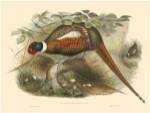 Gould Pheasants II by John Gould