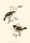 Gould's Stone-Chat by John Gould