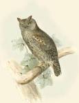 Gould Scops-eared Owl by John Gould