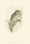Gould Sparrow Owl by John Gould