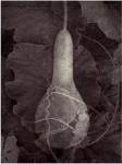 Gourd III by Elena Ray