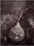 Gourd IV by Elena Ray
