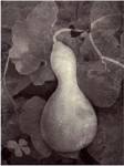 Gourd V by Elena Ray