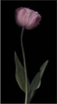 Grace II by S.G. Rose