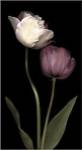 Grace III by S.G. Rose