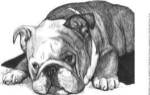 Gracie the Bulldog by Beth Thomas