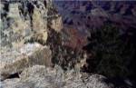 Grand Canyon National Park  Arizona USA