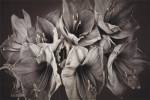 Grand Floral by Assaf Frank