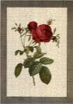 Grandiflora I by Sarah Elizabeth Chilton