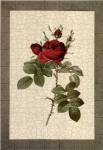 Grandiflora II by Sarah Elizabeth Chilton