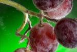 Grapes Covered With Water Drops by Gordon Semmens
