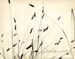 Grass Balance by Amy Melious