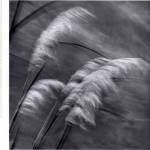 Grasses In The Sky by Chip Forelli